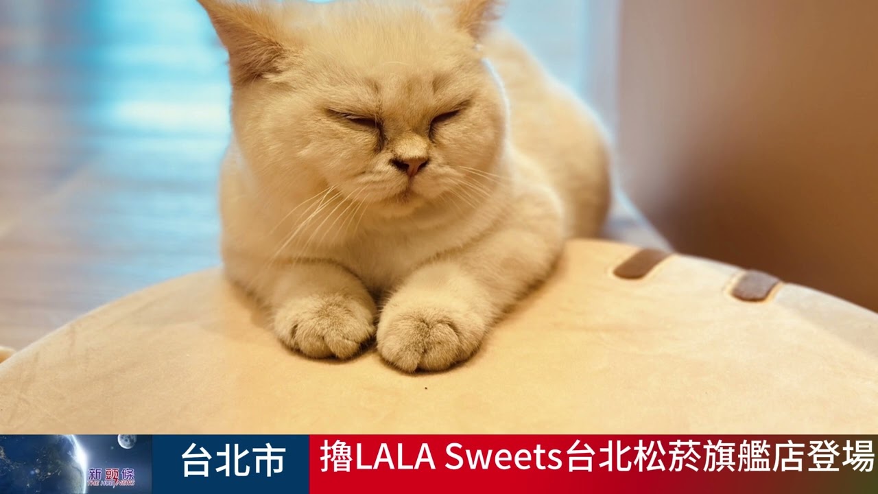 擼LALA Sweets台北松菸旗艦店登場 療癒擼貓咖啡新地標