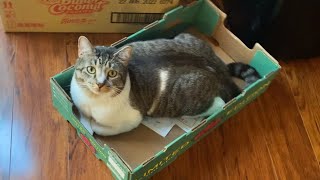 cat loaf in the box by Cornbap 5,116 views 1 year ago 17 seconds