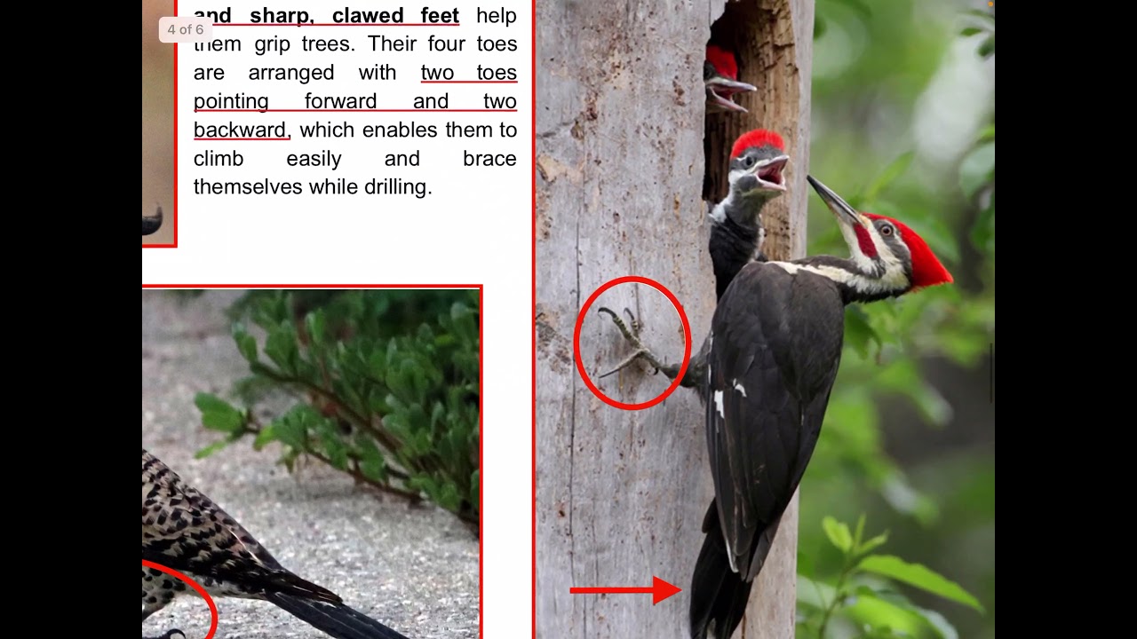 woodpecker general characteristics