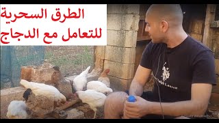 نصائح مجانية لتربية الدجاج \ تربية الدجاج البلدي