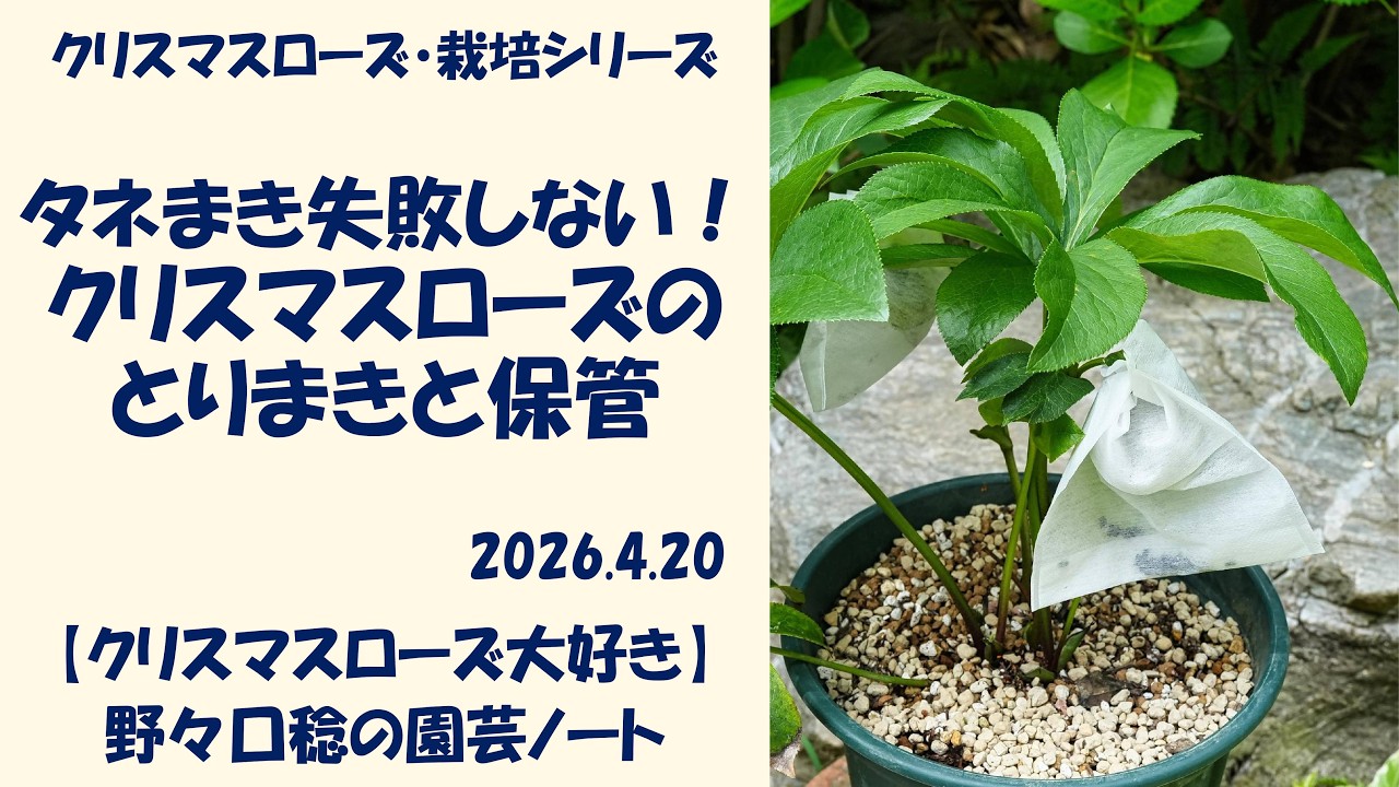 なお クリスマスローズ 小苗 雅 セルフ April 20, 2026: Don't fail at sowing seeds! Sowing and storing