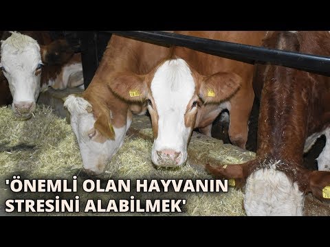 Video: Müzik İneklerde Süt Üretimini Etkiler