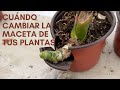 Cuándo cambiar de maceta a nuestras plantas