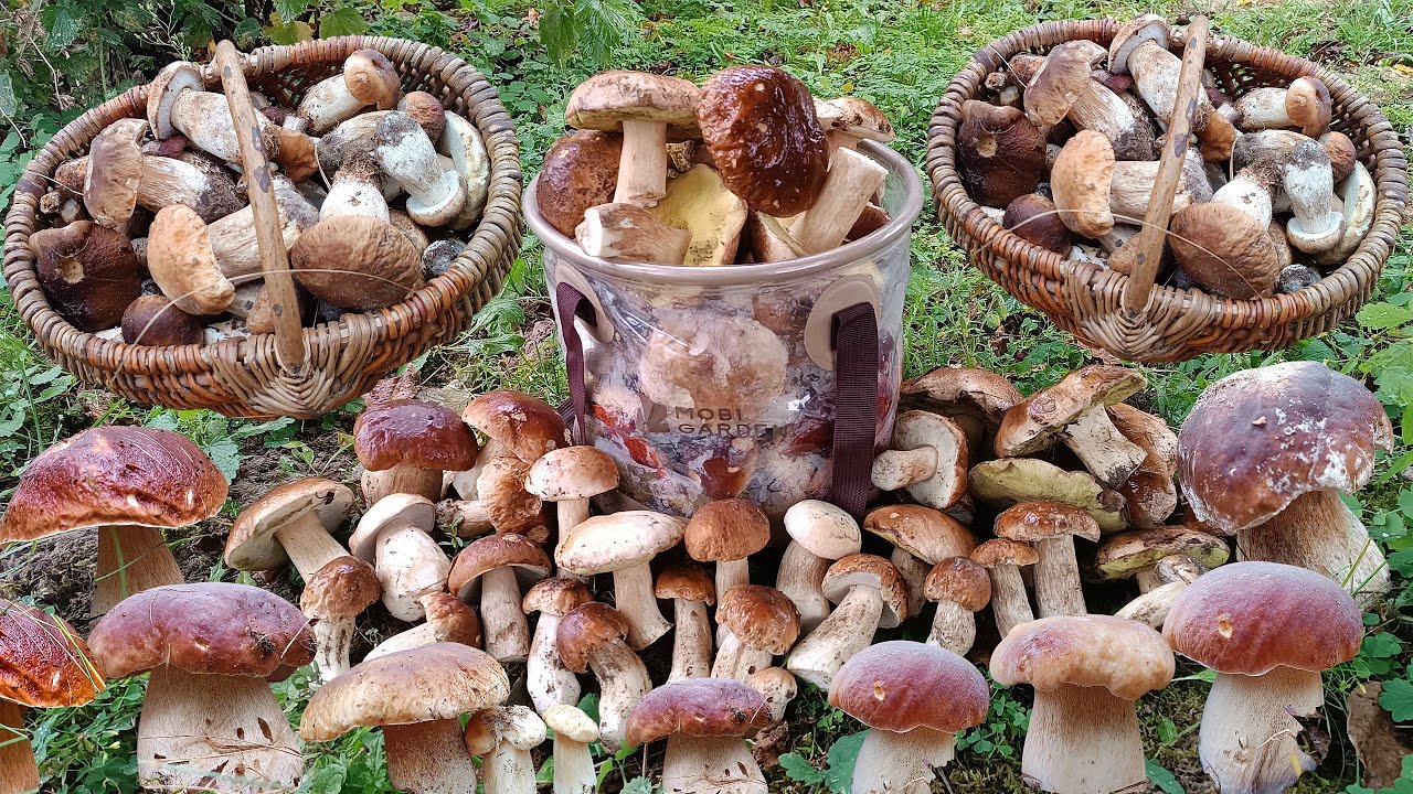 КРУТЕЗНЕ ТИХЕ ПОЛЮВАННЯ 🍄‍🟫 ВЕСЬ ЛІС У БІЛИХ ГРИБАХ !!!