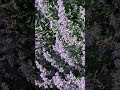 lots of bees on some cat mint