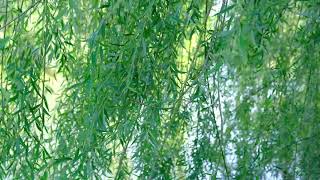 No music , No sounds #shortvideo #nature #nomusic #nosound #onlyvisual#shorts #1millionviews #100k
