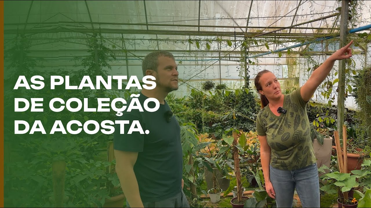 Plantas de coleção da Déborah Acosta.
