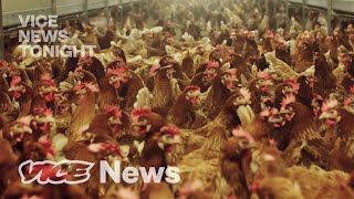 How Safe Is the Chicken You’re Eating?