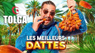 I EAT THE BEST DATES IN THE WORLD IN ALGERIA 🇩🇿🔥 (TOLGA, BISKRA)