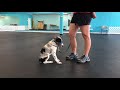 Training a puppy with positive reinforcement