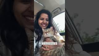 How we travel with our cat :) #cat #pets #petparent #travel #car #love #relatable #travelwithpets