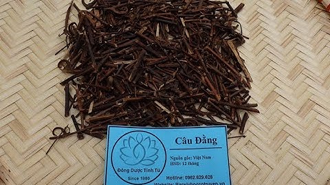 CÂU ĐẰNG : Vị thuốc chống co giật từ loài cây có gai hình móc câu