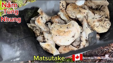 Quá Hên Gặp Nhiều Nấm Tùng Nhung Siêu To Hái Mê 🇨🇦