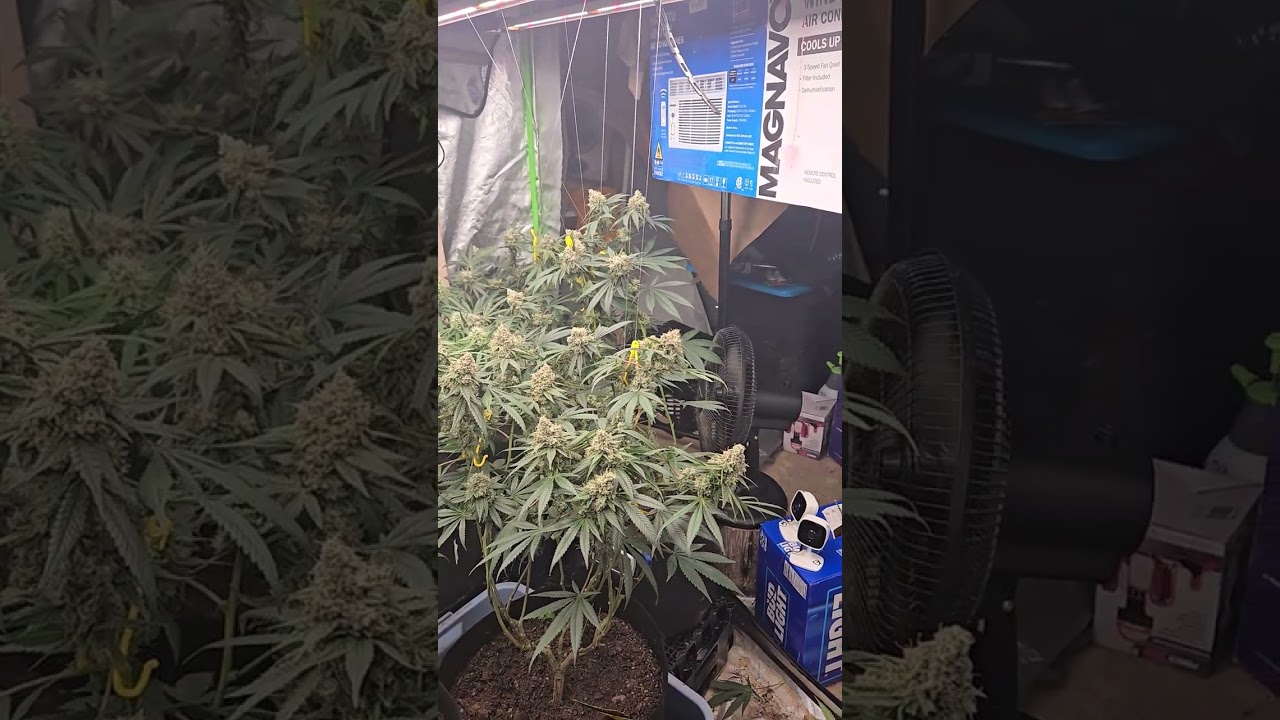 Expert Seeds white gold is fat