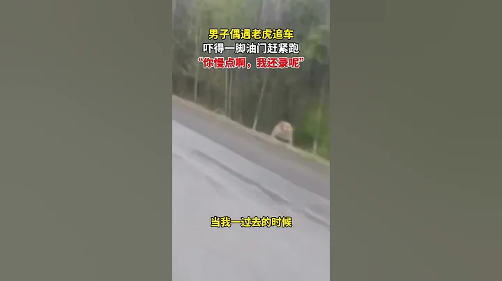 惊险一幕！司机半路遇野生东北虎追车，太吓人了...车经过时突然蹿出来，吓一跳！【真相记】 - 天天要闻