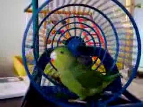 bird puts hamster in wheel