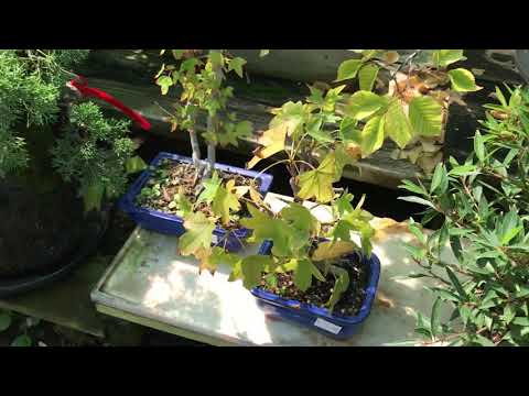 YAMAGUCHI BONSAI 9-25-20