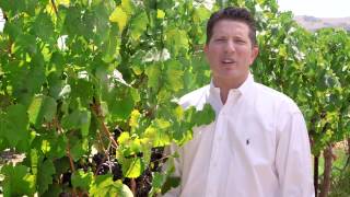 Discover california wines: napa