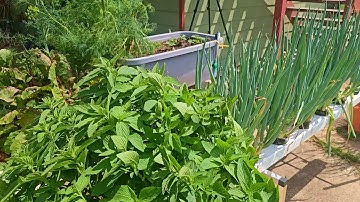 Organisch hydrocultuursysteem - Nieuwe planten en een paar plagen