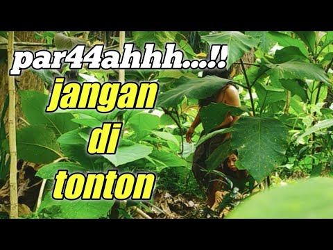 BRING44ASS DETIK-DETIK MEREKAM SUKU MANTE GTU2 || ASLI PAR44H KELIAT44N 4NU