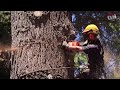 Chainsaw cutting tree  amazing tree felling techniques