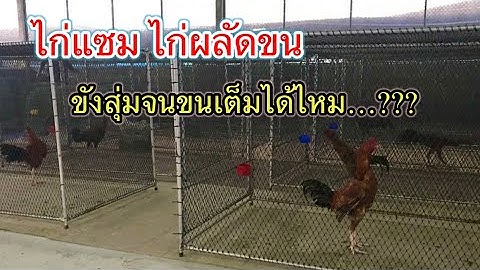 ไก่หลุดแซม ผลัดขน สามารถขังสุ่มจนขนเต็มได้ไหม…??? #พี่ล่ำไก่ชนEP75#WAYofPLUM#วิถีพี่ล่ำ#ปสุชาดาฟาร์ม