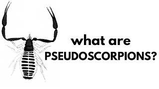 What Are Pseudoscorpions?