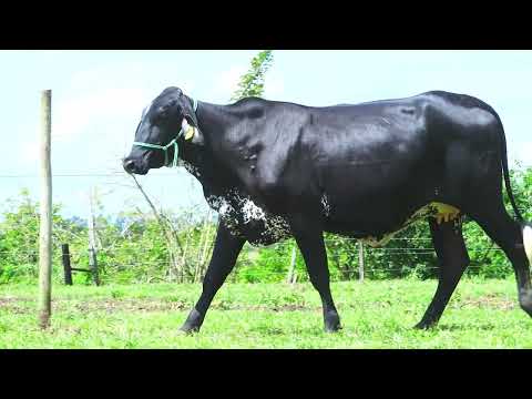 LOTE 11 GAROTA FIV RENEGADE JGVA