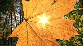 картинка: Вырица, Гатчина 