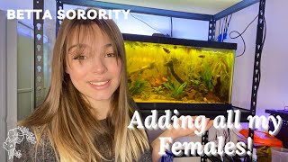 Betta Sorority Tank Setup Adding all my Bettas