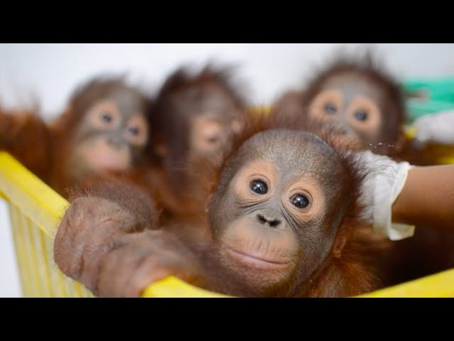 Baby Orangutan at the BOS Menteng House - YouTube