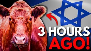 Red Heifers Secretly SACRIFICED in JERUSALEM TODAY! - Is This The Ultimate Warning?