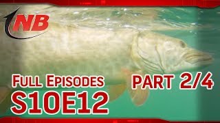 (Part 2/4) Mixing it Up for Early Fall Montreal Muskies