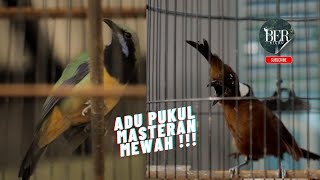 ADU PUKUL MASTERAN MEWAH || CUCAK CUNGKOK vs CILILIN ❗️