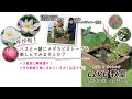 【YouTubeライブ教室】 今が旬！ハスと一緒にメダカビオトープを楽しんでみませんか？