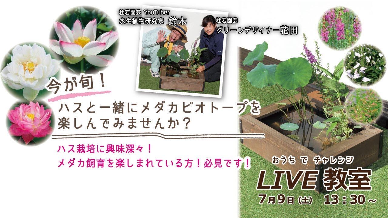 Youtubeライブ教室 今が旬 ハスと一緒にメダカビオトープを楽しんでみませんか Youtube