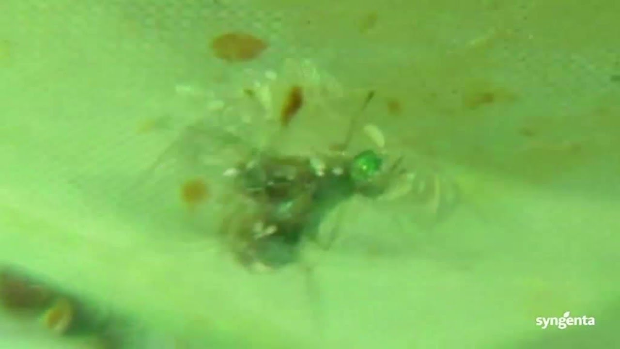 Mosca del Olivo - ciclo biológico