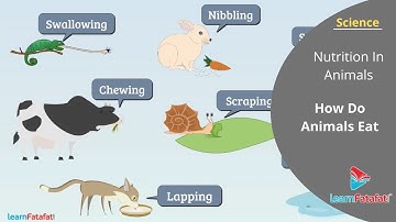 Nutrition In Animals Class 7 Science | How Do Animals Eat Their Food