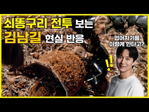 쇠똥구리 전투 <strong>보는</strong> 김남길 반응 | 자연다큐멘터리 《커넥션》 2부작 - 11/<strong>27</strong>(월), 28(화) 밤 9시 55분 #커넥션 #김남길
