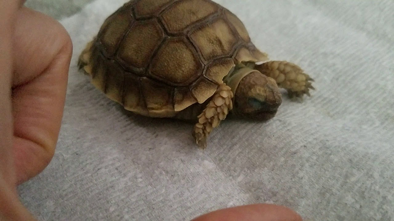 Trying to gently wake my sleepy baby tortoise YouTube
