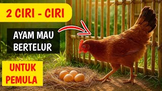 2 CHARACTERISTICS OF EGGS-LAYING CHICKEN FOR BEGINNERS