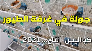 جولة في غرفة الطيور من كواليس موسم إنتاج 2021 أجمل لحظات كل مربي 🤩🤩