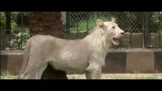 Дрессировка белых львов