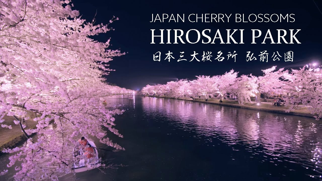 8k Hirosaki 日本一の春の絶景 弘前公園の美しい桜 Amazing Cherry Blossoms View At Hirosaki Park Aomori Japan Youtube