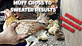 MUFF GOLDEN SWEATER RESULTS, SOBRANG GAGANDA | BACKYARD BREEDER