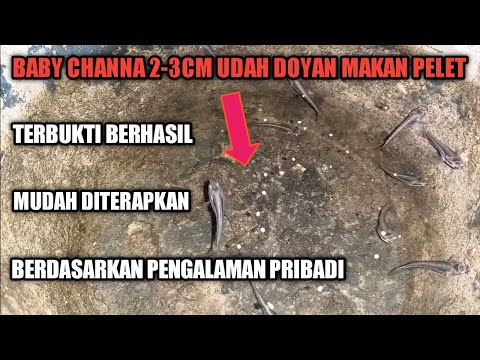Pelet Untuk Burayak Channa
