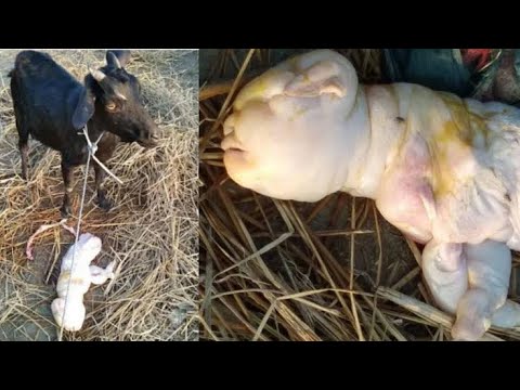 Goat Gives Birth to Offspring with Human-like Face in Assam India #weird