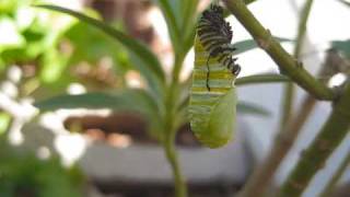 From Caterpillar To Chrysalis
