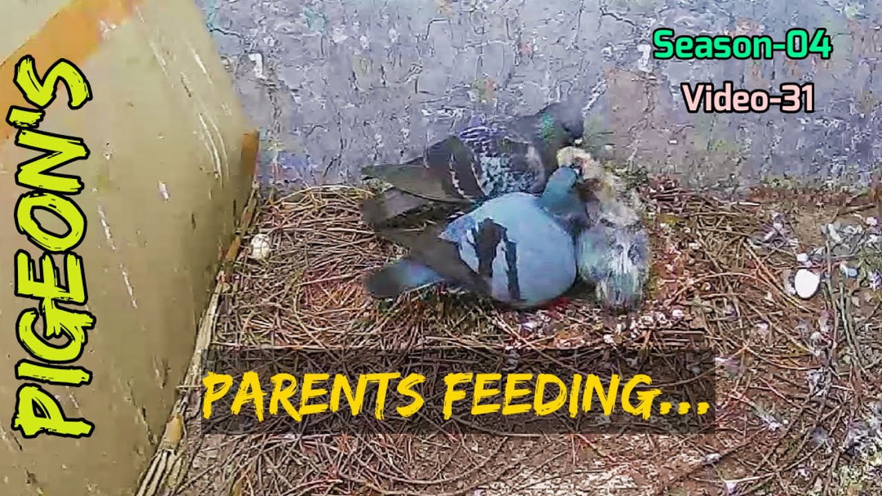 Pigeon Feeding Babies Both Parent Birds Feeding the same time