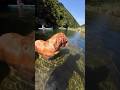 Вот это пёс! ныряет как профи 🦮💦 #животные #собака #ретривер #экология #shorts